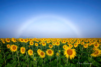 Sunflowers Fog Bow