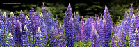Lupine Panorama