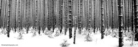 Solitude  Panorama- Spruce Forest Snow Storm