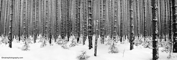 Solitude  Panorama- Spruce Forest Snow Storm