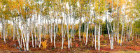 October Birches Panorama